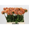 Dahlia Cornel Bronze