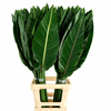 Strelitzia Reginae Blad
