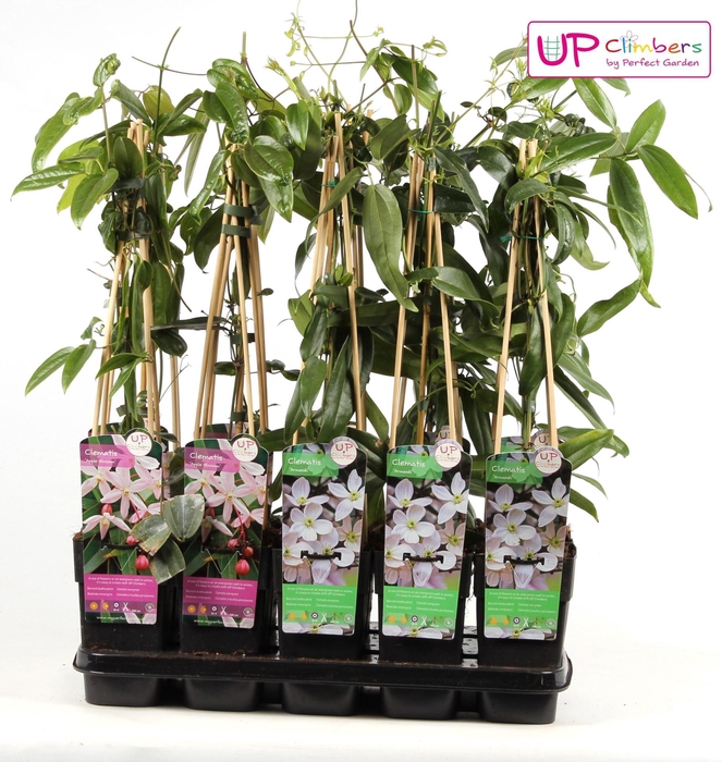 <h4>Clematis</h4>