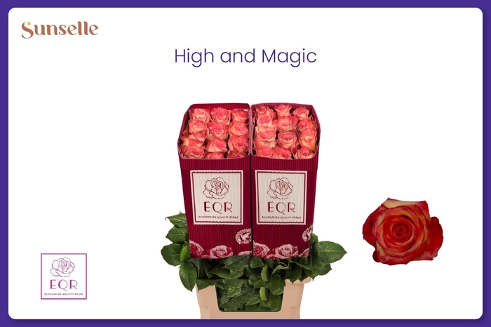 <h4>R GR HIGH & MAGIC</h4>