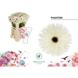 Gerbera Spider Phantom Water x40