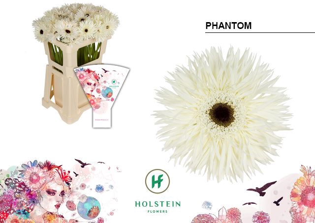 <h4>Gerbera Spider Phantom Water x40</h4>