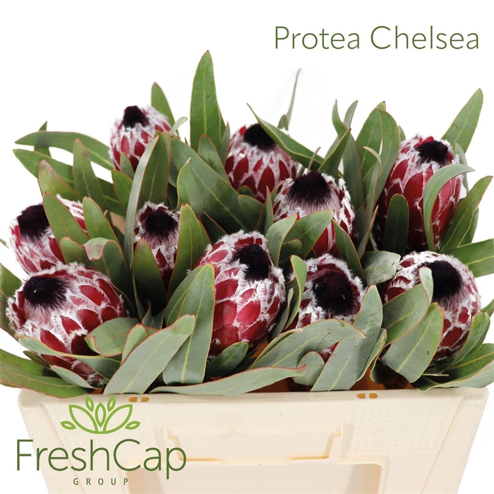 <h4>Protea Chelsea</h4>