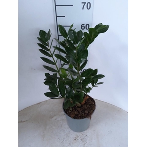 ZAMIO ZAMIIFOLIA