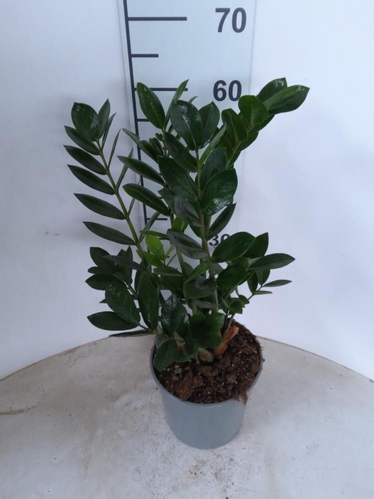 <h4>ZAMIO ZAMIIFOLIA</h4>