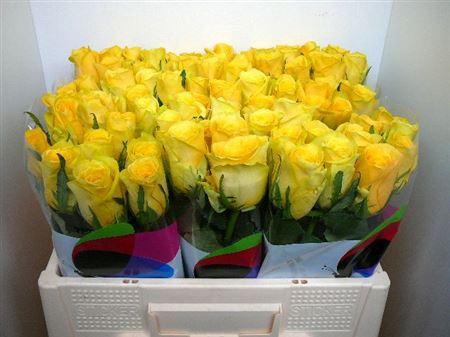 <h4>R Gr Yelloween</h4>