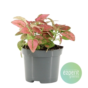 Hypoestes Red