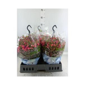 Fuchsia  'Bella Fuchsia Maria'