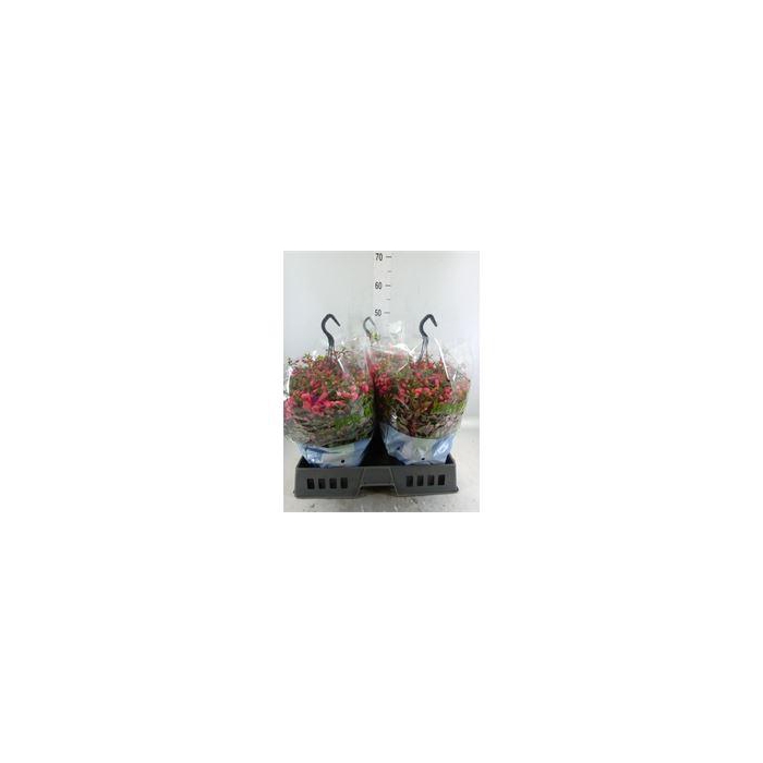 <h4>Fuchsia  'Bella Fuchsia Maria'</h4>