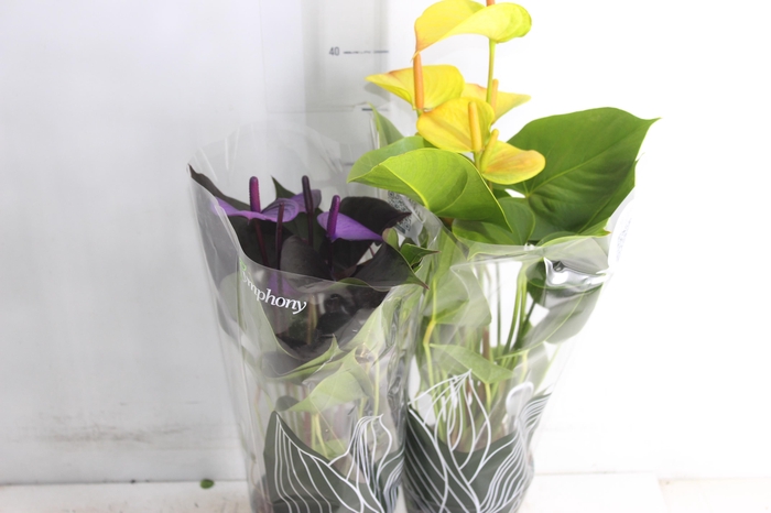 <h4>ANTHURIUM COLOURS P12</h4>