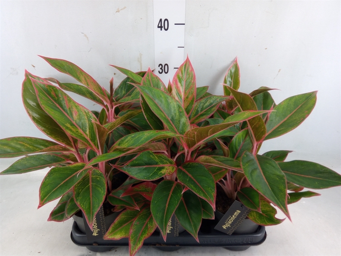 <h4>Aglaonema  'Jungle Red'</h4>