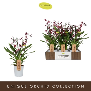 Oncidium Katerina Zoch 4 spike