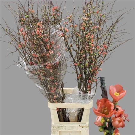 <h4>Chaenomeles Superba</h4>