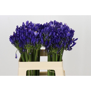 Agapanthus EYFORI Blue
