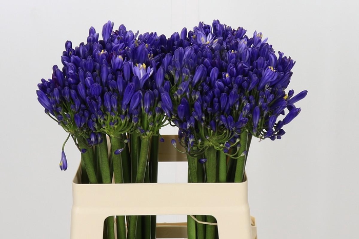 <h4>Agapanthus EYFORI Blue</h4>