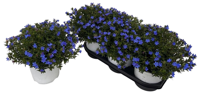 <h4>GLANDO DIF HEAVEN BL</h4>