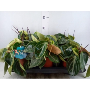 Peperomia  'Smaragd'