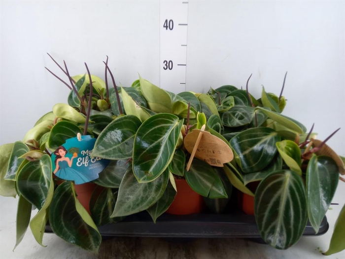 <h4>Peperomia  'Smaragd'</h4>