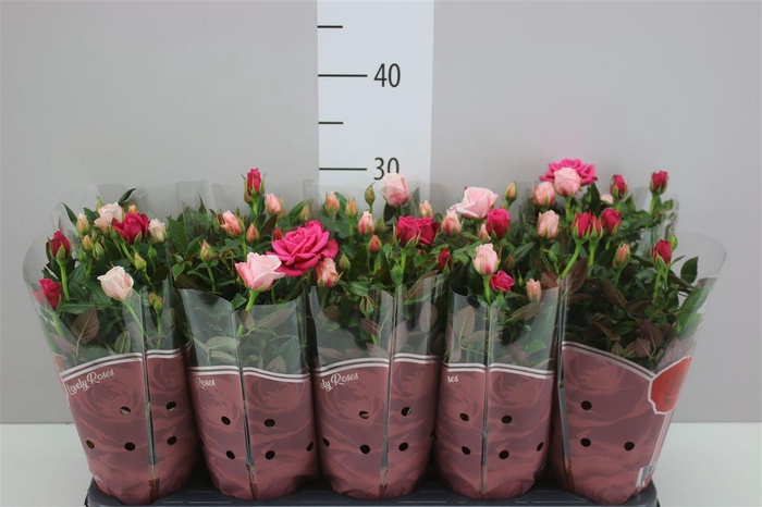 <h4>Rosa Classic Star</h4>