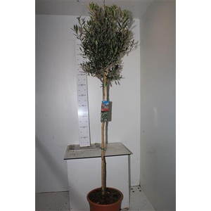 Olea Europaea ** Op Stam 160cm **