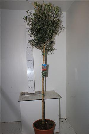 <h4>Olea Europaea ** Op Stam 160cm **</h4>