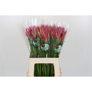 Nerine Favoriet