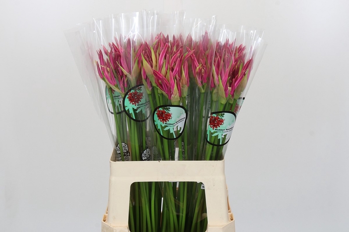 <h4>Nerine Favoriet</h4>