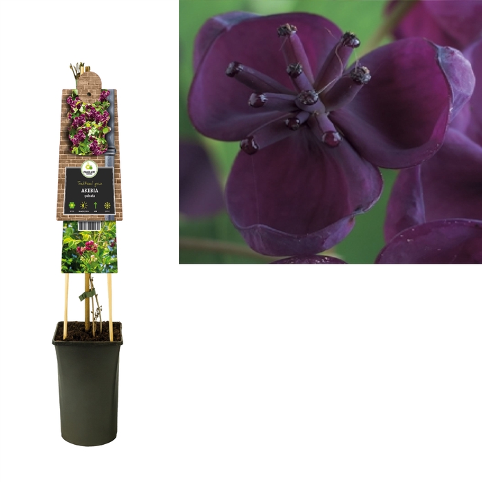 <h4>Akebia Quinata</h4>