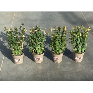 Fuchsia gemengd