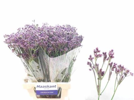 <h4>Verbena</h4>