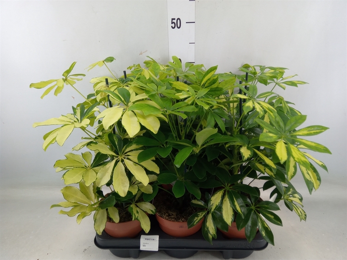 <h4>Schefflera arbor.   ...</h4>