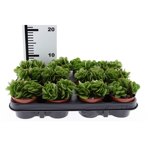 Crassula   ...