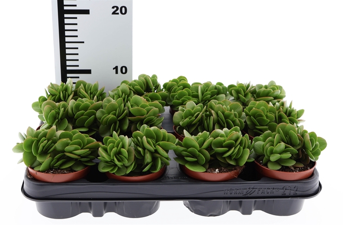<h4>Crassula   ...</h4>