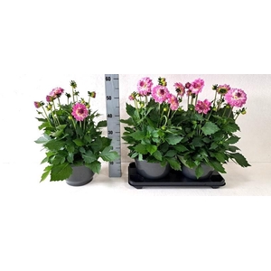 DAHL D LAB GR ROSE