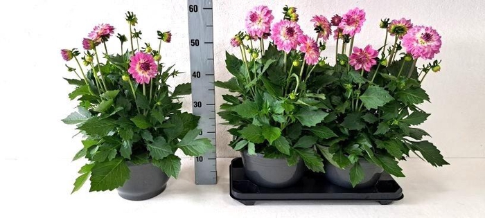 <h4>DAHL D LAB GR ROSE</h4>