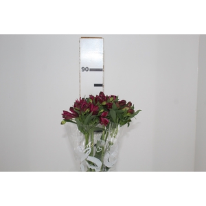 ALSTROEMERIA NAPOLI 080 CM
