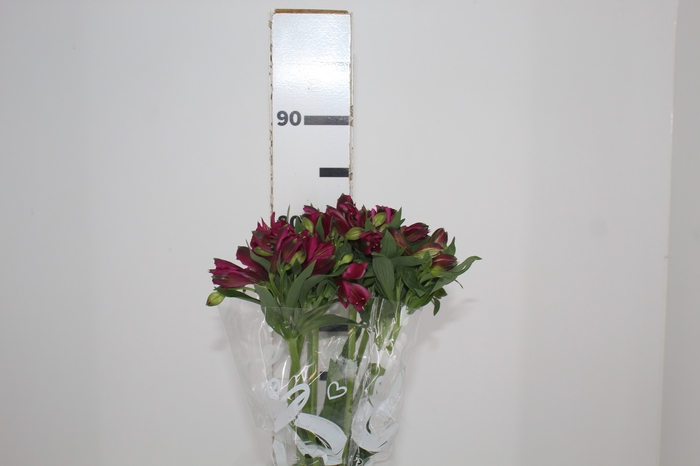 <h4>ALSTROEMERIA NAPOLI 080 CM</h4>