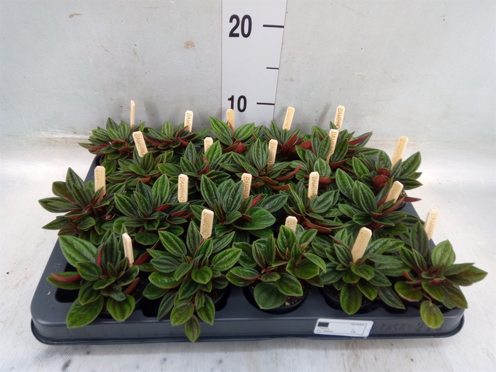 <h4>Peperomia caperata 'Rosso'</h4>