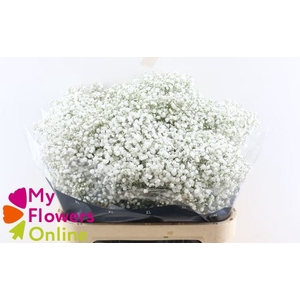 Gyps Pa Cosmic White 80cm 750 gr EC