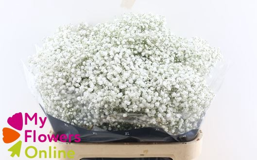Gyps Pa Cosmic White 80cm 750 gr EC