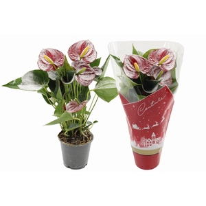 Anthurium Make-Upz Success Red Snow in Couture Christmas sleeve