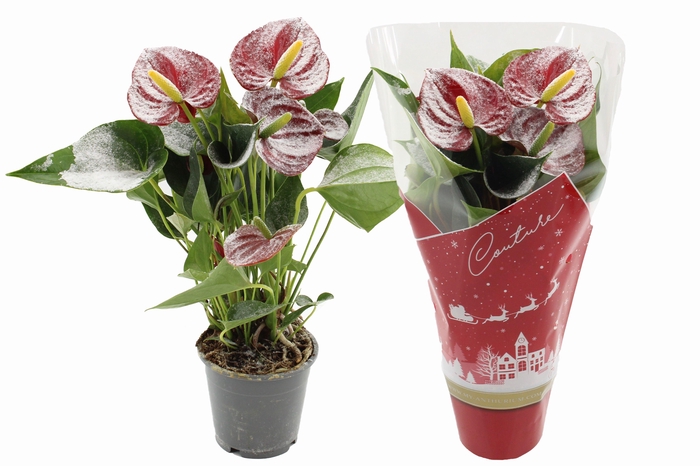 <h4>Anthurium Make-Upz Success Red Snow in Couture Christmas sleeve</h4>