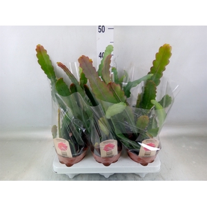 Epiphyllum   ...