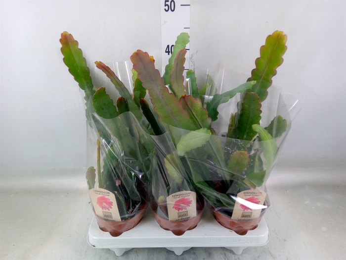 <h4>Epiphyllum   ...</h4>
