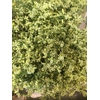 LIMONIUM SIN CHINA SUMMER 30 GR.