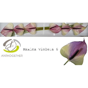 Anthurium Maxima Violeta