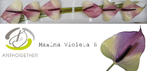 <h4>ANTH A MAX VIOLETA 6.</h4>