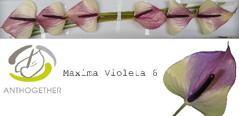 Anthurium Maxima Violeta