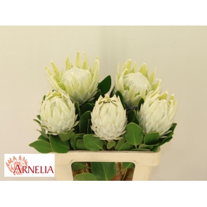 PROTEA CY AYOBA A IC