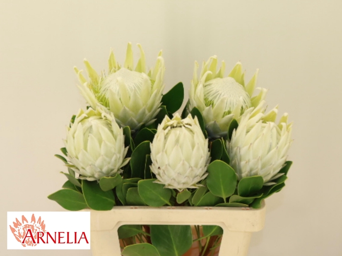 <h4>PROTEA CY AYOBA A IC</h4>